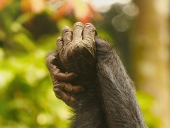Two bonobos holding hands